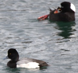 Lesser Scaup and Surf Scoter