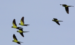 Nanday Parakeets in flight