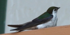 Violet-green Swallow 2